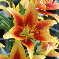 Extended-Season Lily Mix -Planticaa Sales Store x600 13965