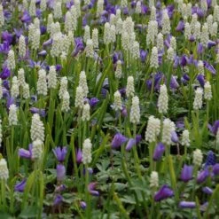 Muscari Botryoides 'Album' 9 Muscari Botryoides 'Album' -Planticaa Sales Store x600 14052