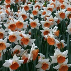 Narcissus 'Chromacolor' -Planticaa Sales Store x600 14088