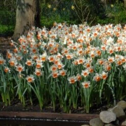 Narcissus 'Chromacolor' -Planticaa Sales Store x600 14089