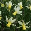 Narcissus 'Sailboat' -Planticaa Sales Store x600 14136