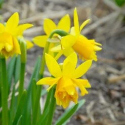 Narcissus 'Tête Bouclé' -Planticaa Sales Store x600 14145