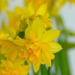 Narcissus 'Tête Bouclé' -Planticaa Sales Store x600 14147