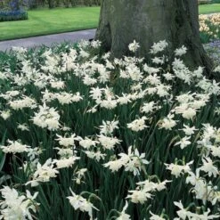 Narcissus 'Thalia' -Planticaa Sales Store x600 14150