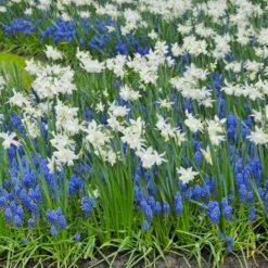 Narcissus 'Thalia' -Planticaa Sales Store x600 14151