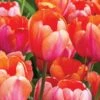 Tulip 'Apricot Impression' 2 Tulip 'Apricot Impression' -Planticaa Sales Store x600 14171