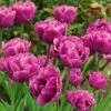 Tulip 'Backpacker' -Planticaa Sales Store x600 14190