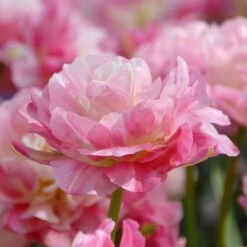 Tulip 'Double Sugar' -Planticaa Sales Store x600 14242