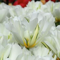 Tulip 'Exotic Emperor' -Planticaa Sales Store x600 14249