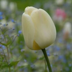 Tulip 'Ivory Floradale' -Planticaa Sales Store x600 14261