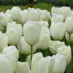 Tulip 'Ivory Floradale' -Planticaa Sales Store x600 14262