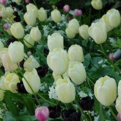 Tulip 'Ivory Floradale' -Planticaa Sales Store x600 14263