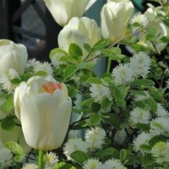Tulip 'Ivory Floradale' -Planticaa Sales Store x600 14264
