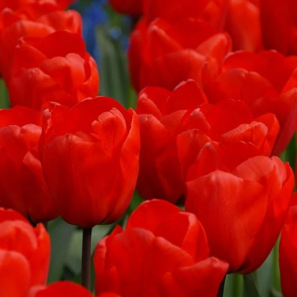 Spring Brights Darwin Hybrid Tulip Mix 10 Spring Brights Darwin Hybrid Tulip Mix - Image 8