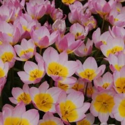 Tulip Bakeri 'Lilac Wonder' -Planticaa Sales Store x600 14271