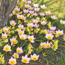 Tulip Bakeri 'Lilac Wonder' -Planticaa Sales Store x600 14272