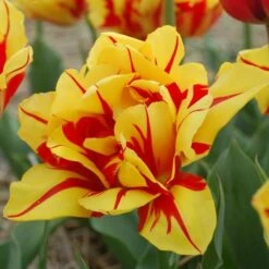 Tulip 'Monsella' -Planticaa Sales Store x600 14284