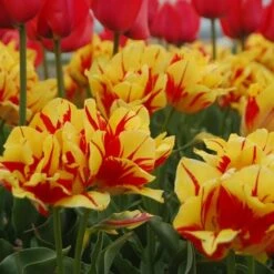 Tulip 'Monsella' -Planticaa Sales Store x600 14286