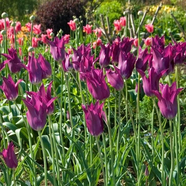 Tulip 'Purple Dream' 6 Tulip 'Purple Dream' - Image 4