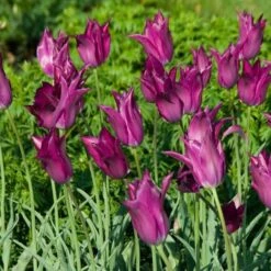 Tulip 'Purple Dream' 11 Tulip 'Purple Dream' -Planticaa Sales Store x600 14298