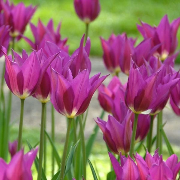 Tulip 'Purple Dream' 3 Tulip 'Purple Dream'