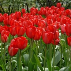 Next Generation Perennial Tulip Mix 25 Next Generation Perennial Tulip Mix -Planticaa Sales Store x600 14301 1