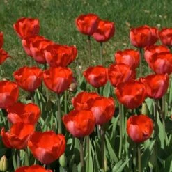 Tulip 'Red Impression' 9 Tulip 'Red Impression' -Planticaa Sales Store x600 14302