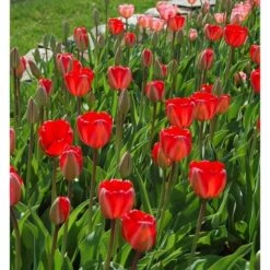 Tulip 'Red Impression' 10 Tulip 'Red Impression' -Planticaa Sales Store x600 14303