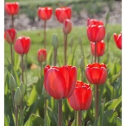 Tulip 'Red Impression' 11 Tulip 'Red Impression' -Planticaa Sales Store x600 14304