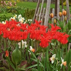 Tulip 'Rigas Barikades' -Planticaa Sales Store x600 14322