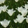 Tulip 'White Triumphator' 1 Tulip 'White Triumphator' -Planticaa Sales Store x600 14358