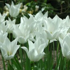 Tulip 'White Triumphator' -Planticaa Sales Store x600 14360