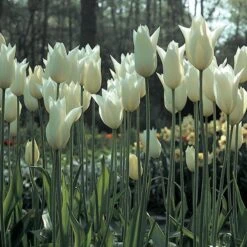 Tulip 'White Triumphator' -Planticaa Sales Store x600 14362