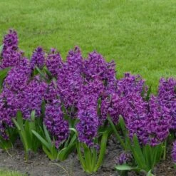 Hyacinthus Orientalis 'Purple Sensation' -Planticaa Sales Store x600 14386