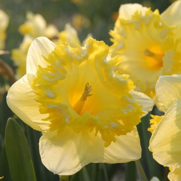 Narcissus 'Snowtip' 4 Narcissus 'Snowtip' - Image 2