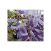 Wisteria Frutescens 'Amethyst Falls' 1 Wisteria Frutescens 'Amethyst Falls' -Planticaa Sales Store x600 1455