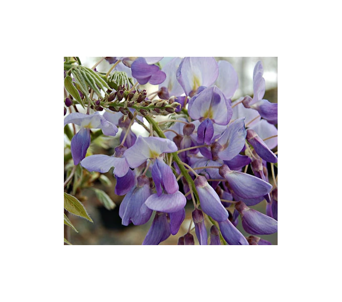 Wisteria Frutescens 'Amethyst Falls' 3 Wisteria Frutescens 'Amethyst Falls'