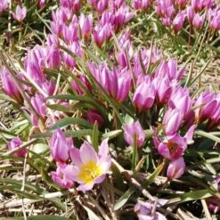 Tulip Bakeri 'Lilac Wonder' -Planticaa Sales Store x600 14552