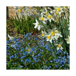 Myosotis Sylvatica 8 Myosotis Sylvatica -Planticaa Sales Store x600 14590