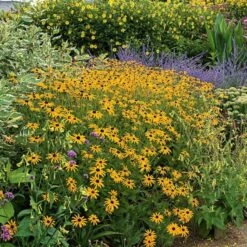 Rudbeckia Fulgida Sullivantii 'Goldsturm' -Planticaa Sales Store x600 14593