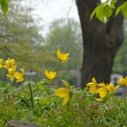 Tulip Sylvestris -Planticaa Sales Store x600 14627
