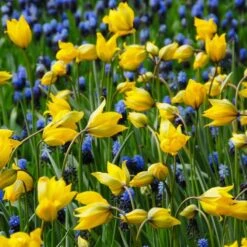 Tulip Sylvestris -Planticaa Sales Store x600 14628