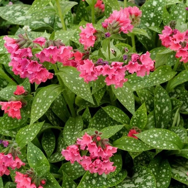Pulmonaria 'Shrimps On The Barbie' 4 Pulmonaria 'Shrimps On The Barbie' - Image 2