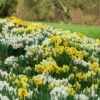 Professional's Naturalizing Daffodil Mix -Planticaa Sales Store x600 14686