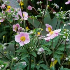 Anemone X Hybrida 'Robustissima' 13 Anemone X Hybrida 'Robustissima' -Planticaa Sales Store x600 14688
