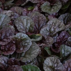 Ajuga Reptans 'Black Scallop' -Planticaa Sales Store x600 14691