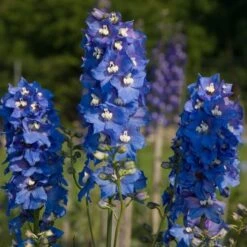Delphinium Magic Fountains Strain -Planticaa Sales Store x600 14697