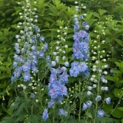 Delphinium Magic Fountains Strain -Planticaa Sales Store x600 14700