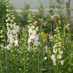 Delphinium Magic Fountains Strain -Planticaa Sales Store x600 14701