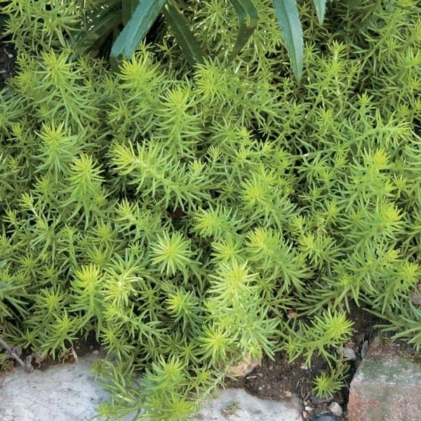 Season's Farewell Collection 7 Season's Farewell Collection - Image 5